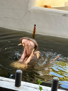 恩賜上野動物園に投稿された画像（2025/11/25）