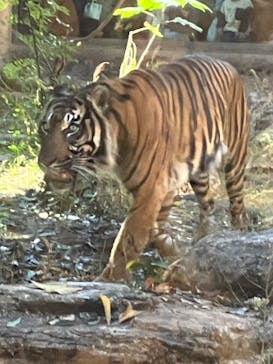 恩賜上野動物園に投稿された画像（2025/11/25）