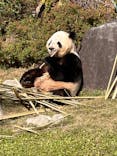 恩賜上野動物園に投稿された画像（2025/11/25）