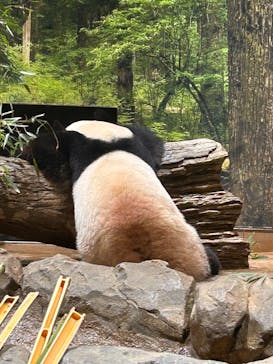 恩賜上野動物園に投稿された画像（2025/11/25）