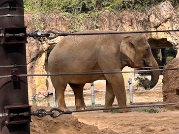 恩賜上野動物園に投稿された画像（2025/11/25）