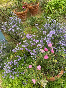 ACAO FORESTに投稿された画像（2025/11/25）