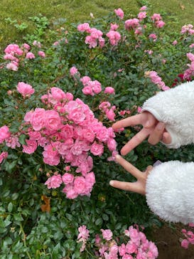 ACAO FORESTに投稿された画像（2025/11/25）