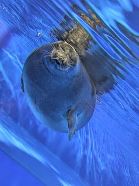 サンシャイン水族館に投稿された画像（2025/11/25）