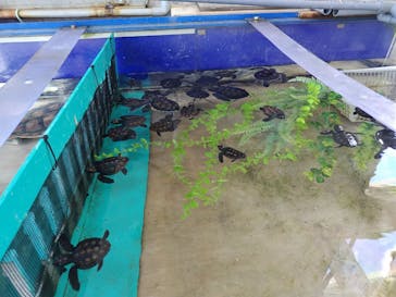 串本海中公園水族館に投稿された画像（2025/11/25）