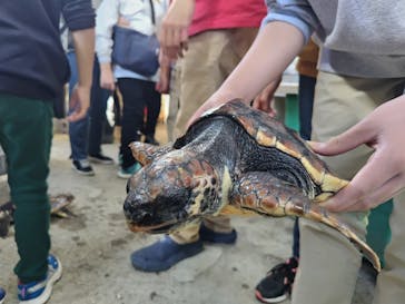 串本海中公園水族館に投稿された画像（2025/11/25）