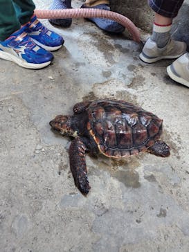 串本海中公園水族館に投稿された画像（2025/11/25）