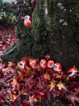 勝尾寺に投稿された画像（2025/11/25）