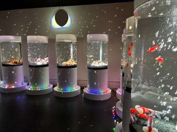 NARA KINGYO MUSEUMに投稿された画像（2025/11/25）