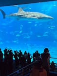 沖縄美ら海水族館に投稿された画像（2025/11/25）