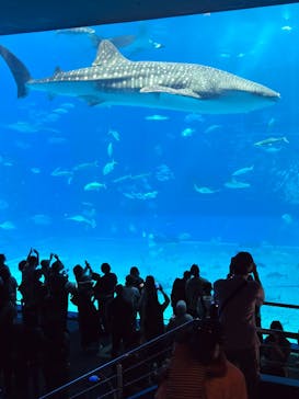 沖縄美ら海水族館に投稿された画像（2025/11/25）