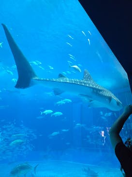 沖縄美ら海水族館に投稿された画像（2025/11/25）