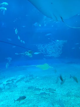 沖縄美ら海水族館に投稿された画像（2025/11/25）