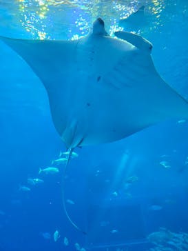 沖縄美ら海水族館に投稿された画像（2025/11/25）