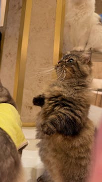 猫カフェモカ　イオンモール羽生店に投稿された画像（2025/11/25）