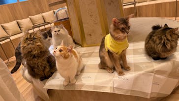 猫カフェモカ　イオンモール羽生店に投稿された画像（2025/11/25）