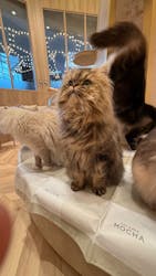 猫カフェモカ　イオンモール羽生店に投稿された画像（2025/11/25）