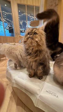 猫カフェモカ　イオンモール羽生店に投稿された画像（2025/11/25）