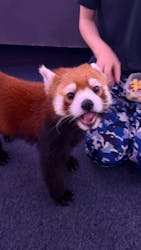 横浜・八景島シーパラダイスに投稿された画像（2025/11/25）