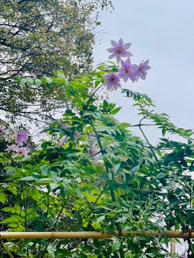 新宿御苑に投稿された画像（2025/11/25）