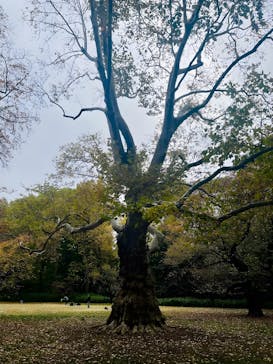 新宿御苑に投稿された画像（2025/11/25）