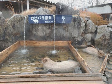 那須どうぶつ王国に投稿された画像（2025/11/25）