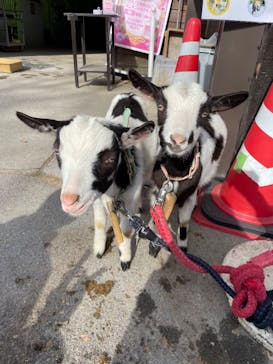 那須高原りんどう湖ファミリー牧場に投稿された画像（2025/11/25）