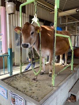 那須高原りんどう湖ファミリー牧場に投稿された画像（2025/11/25）