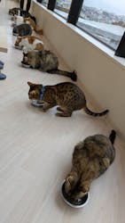 Cat Café MOFF グランベリーパーク店に投稿された画像（2025/11/25）