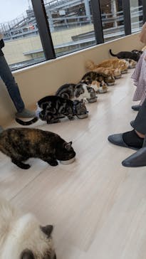Cat Café MOFF グランベリーパーク店に投稿された画像（2025/11/25）