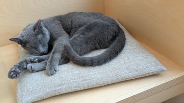Cat Café MOFF グランベリーパーク店に投稿された画像（2025/11/25）
