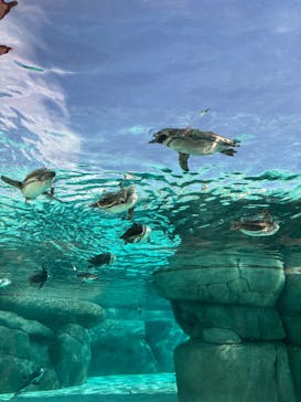 天王寺動物園に投稿された画像（2025/11/25）