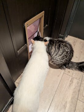 猫カフェモカ　池袋東口店に投稿された画像（2025/11/25）