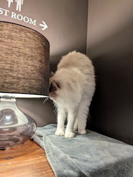 猫カフェモカ　池袋東口店に投稿された画像（2025/11/25）