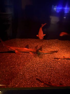 アクアワールド茨城県大洗水族館に投稿された画像（2025/11/25）