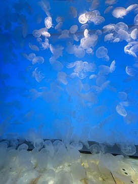 アクアワールド茨城県大洗水族館に投稿された画像（2025/11/25）