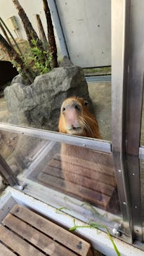 世界淡水魚園水族館　アクア・トトぎふに投稿された画像（2025/11/25）