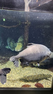 世界淡水魚園水族館　アクア・トトぎふに投稿された画像（2025/11/25）