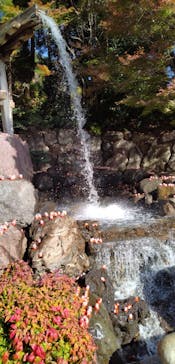 勝尾寺に投稿された画像（2025/11/25）