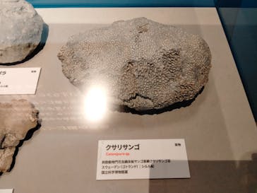 特別展「大絶滅展―生命史のビッグファイブ」に投稿された画像（2025/11/25）