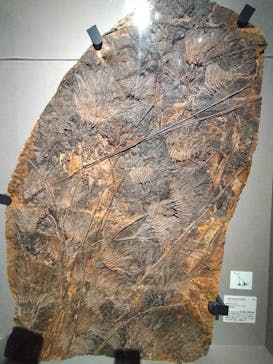 特別展「大絶滅展―生命史のビッグファイブ」に投稿された画像（2025/11/25）