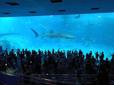 沖縄美ら海水族館に投稿された画像（2025/11/25）