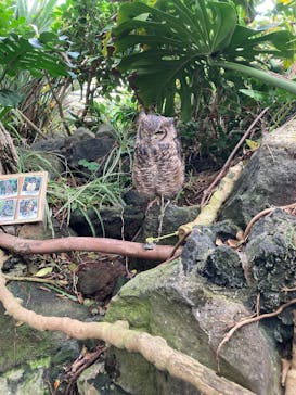 伊豆シャボテン動物公園に投稿された画像（2025/11/25）