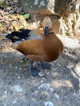 伊豆シャボテン動物公園に投稿された画像（2025/11/25）