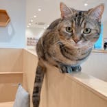Cat Café MOFF グランベリーパーク店に投稿された画像（2025/11/25）