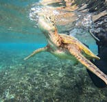 宮古島 ADVENTURE PiPi（ミヤコジマ アドベンチャー ピピ）に投稿された画像（2025/11/25）