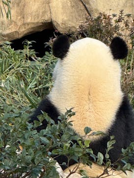 恩賜上野動物園に投稿された画像（2025/11/25）