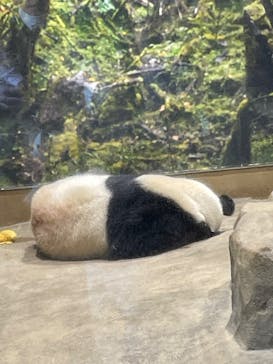 恩賜上野動物園に投稿された画像（2025/11/25）