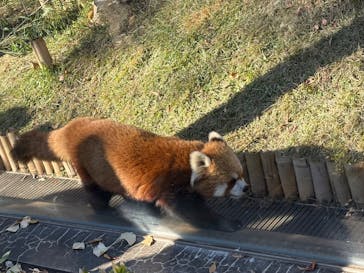恩賜上野動物園に投稿された画像（2025/11/25）