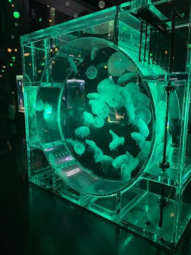 マクセル アクアパーク品川に投稿された画像（2025/11/25）